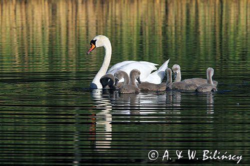 Łabędź niemy Cygnus olor, z pisklętami
