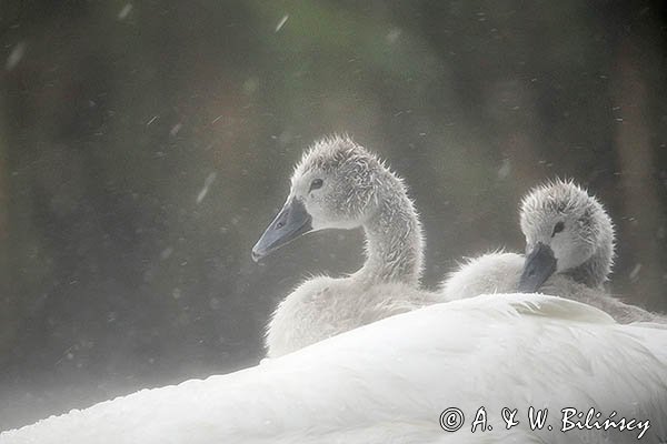 Łabędź niemy, Cygnus olor, pisklęta w deszczu