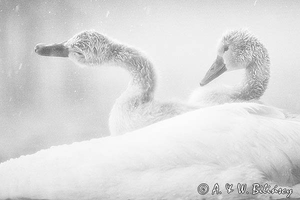 Łabędź niemy, Cygnus olor, pisklęta w deszczu