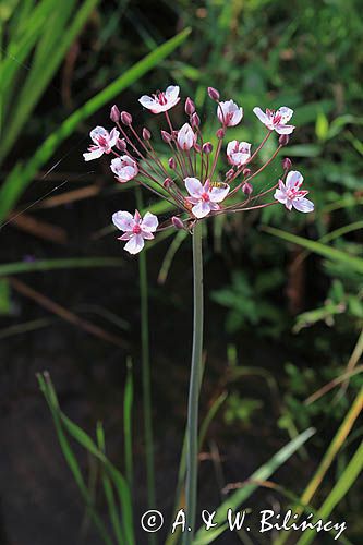 Łączeń baldaszkowaty, Butomys umbellatus