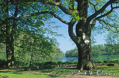 Pojezierze Łagowskie, dąb, jezioro Trześniowskie Łagowski Park Krajobrazowy