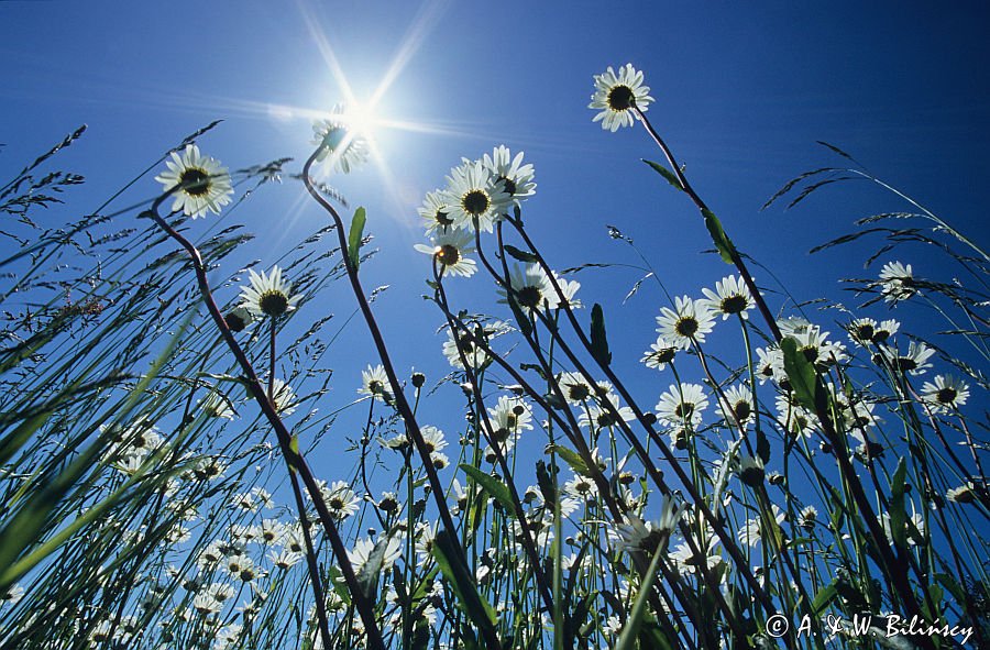łąka i kwiaty polne pod słońce