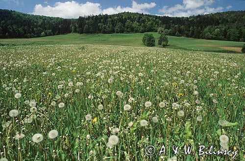 Łąka, mniszki lekarskie mlecze) , Bieszczady