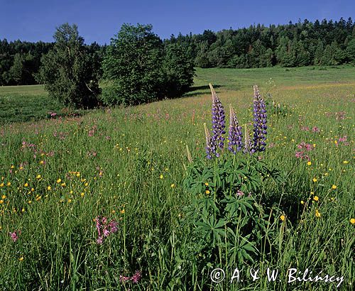 Bieszczady łąka koło wsi żłobek