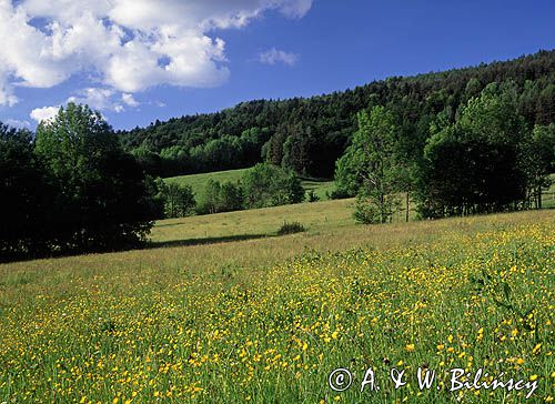 Bieszczady łąka pod Jawornikami