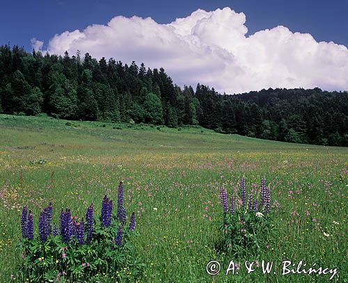 Bieszczady łąka pod Jawornikami