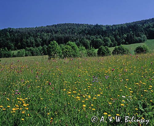 Bieszczady łąka pod Jawornikami