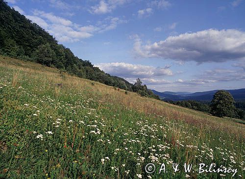 łąka z krwawnikami na stoku Połoniny Caryńskiej, Bieszczady