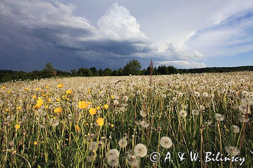 dmuchawce, mniszek lekarski, Taraxacum officinale