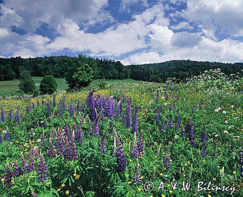 łąka z łubinami pod Jawornikami, Bieszczady