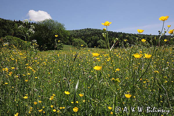Wiosenna łąka, Bieszczady