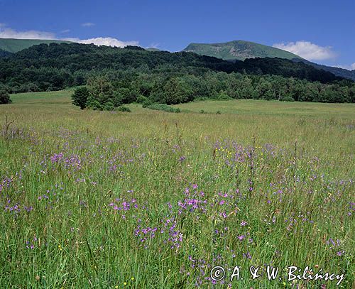 Bieszczady łąka pod Tarnicą