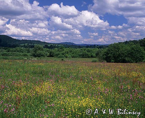 Łąka w Rajskiem, Bieszczady