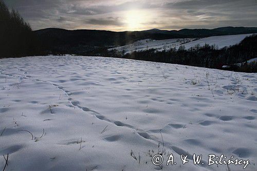 Chmiel, Bieszczady, Dolina Sanu pod Otrytem