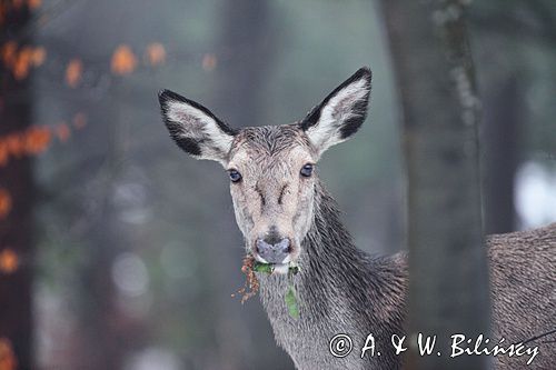 łania, Cervus elaphus, samica, jeleń karpacki, jeleń szlachetny