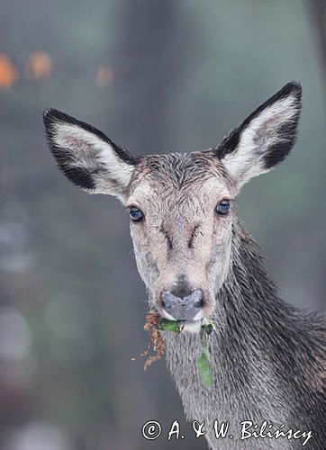 łania, Cervus elaphus, samica, jeleń karpacki, jeleń szlachetny