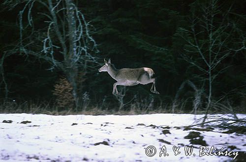 Łania Cervus elaphus))