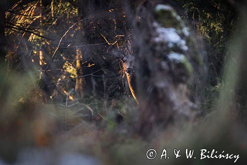 łania, jeleń szlachetny, europejski, Cervus elaphus elaphus jeleń karpacki