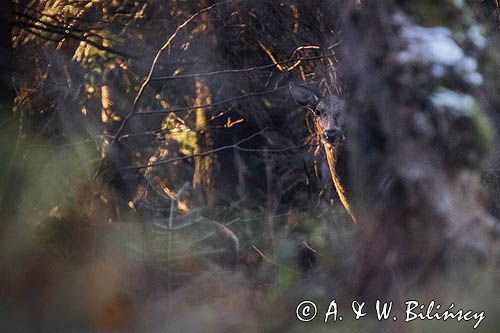 łania, jeleń szlachetny, europejski, Cervus elaphus elaphus jeleń karpacki