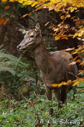 łania, jeleń szlachetny, europejski, Cervus elaphus elaphus jeleń karpacki