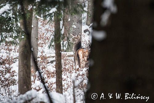 łania, jeleń szlachetny, europejski, Cervus elaphus elaphus jeleń karpacki