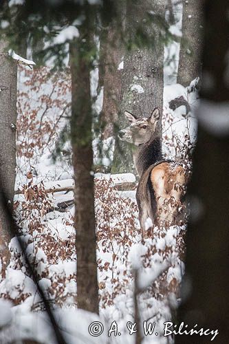 łania, jeleń szlachetny, europejski, Cervus elaphus elaphus jeleń karpacki