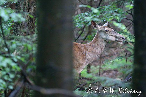 łania, jeleń szlachetny, europejski, Cervus elaphus elaphus jeleń karpacki, bieszczadzki