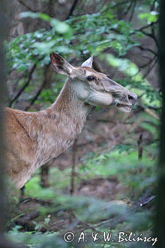 łania, jeleń szlachetny, europejski, Cervus elaphus elaphus jeleń karpacki, bieszczadzki