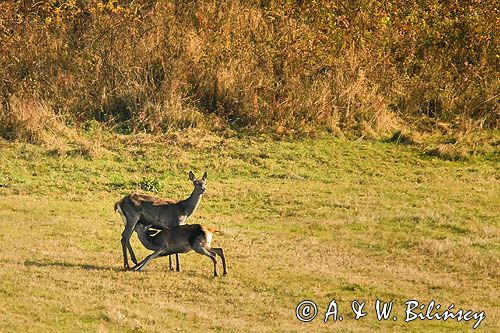 łania, jeleń szlachetny, europejski, Cervus elaphus elaphus jeleń karpacki z ssącym młodym