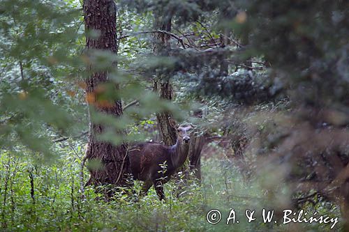 łania, jeleń szlachetny, europejski, Cervus elaphus elaphus jeleń karpacki
