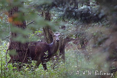 łania, jeleń szlachetny, europejski, Cervus elaphus elaphus jeleń karpacki