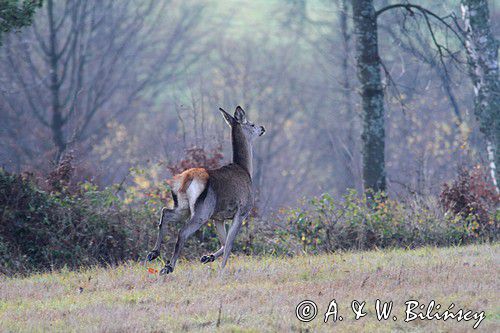 łanie, jeleń szlachetny, europejski, Cervus elaphus elaphus jeleń karpacki, bieszczadzki