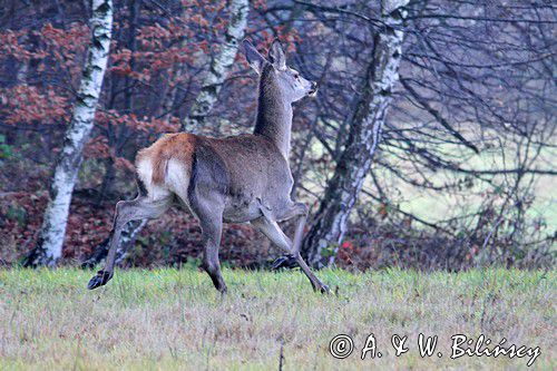 łania, jeleń szlachetny, europejski, Cervus elaphus elaphus jeleń karpacki, bieszczadzki