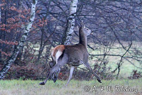 łania, jeleń szlachetny, europejski, Cervus elaphus elaphus jeleń karpacki, bieszczadzki