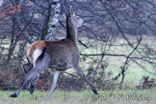 łania, jeleń szlachetny, europejski, Cervus elaphus elaphus jeleń karpacki, bieszczadzki