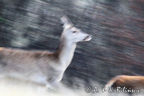 łania, jeleń szlachetny, europejski, Cervus elaphus elaphus jeleń karpacki, bieszczadzki