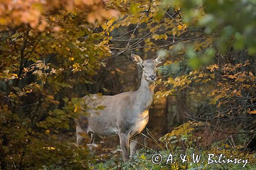 łania, jeleń szlachetny, europejski, Cervus elaphus elaphus jeleń karpacki