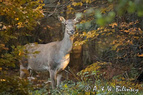 łania, jeleń szlachetny, europejski, Cervus elaphus elaphus jeleń karpacki