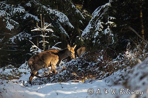 łania, jeleń szlachetny, europejski, Cervus elaphus elaphus jeleń karpacki