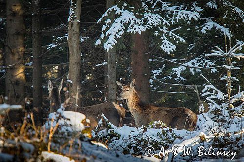 łania, jeleń szlachetny, europejski, Cervus elaphus elaphus jeleń karpacki