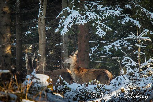 łania, jeleń szlachetny, europejski, Cervus elaphus elaphus jeleń karpacki