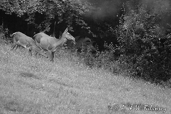 jeleń szlachetny, europejski, Cervus elaphus elaphus jeleń karpacki, rykowisko, Bieszczady, łania z młodym