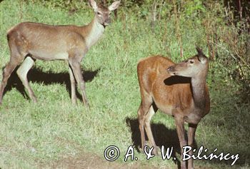 łanie Cervus elaphus