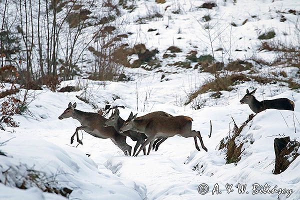 łanie, jelenie szlachetne, europejskiei, Cervus elaphus elaphus jeleń karpacki