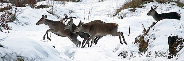 łanie, jelenie szlachetne, europejskiei, Cervus elaphus elaphus jeleń karpacki