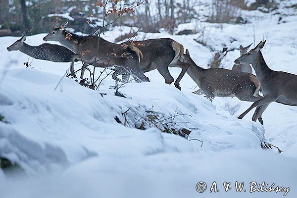 łanie, jelenie szlachetne, europejskiei, Cervus elaphus elaphus jeleń karpacki