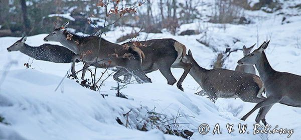 łanie, jelenie szlachetne, europejskiei, Cervus elaphus elaphus jeleń karpacki