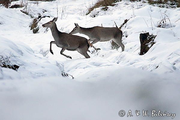 łanie, jelenie szlachetne, europejskiei, Cervus elaphus elaphus jeleń karpacki