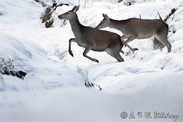 łanie, jelenie szlachetne, europejskiei, Cervus elaphus elaphus jeleń karpacki