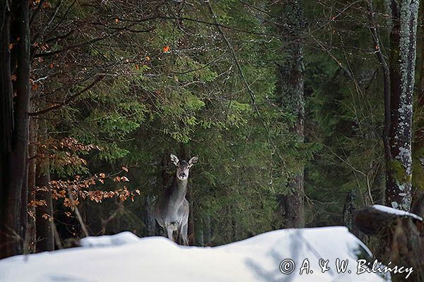 łanie, jelenie szlachetne, europejskiei, Cervus elaphus elaphus jeleń karpacki